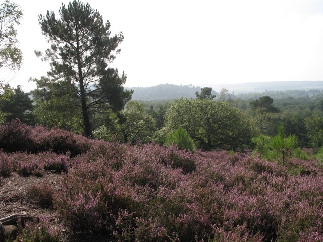 2007 08 Bois de Rochefort 23